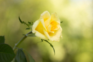 Yellow rose on a green background, outdoors in the garden Yellow rose on a green background, outdoors in the garden